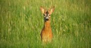 Ein Rehbock im hohen Gras