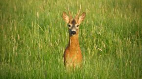 Ein Rehbock im hohen Gras