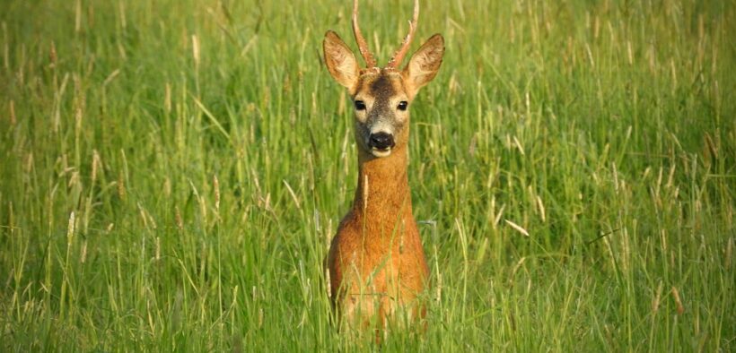 Ein Rehbock im hohen Gras